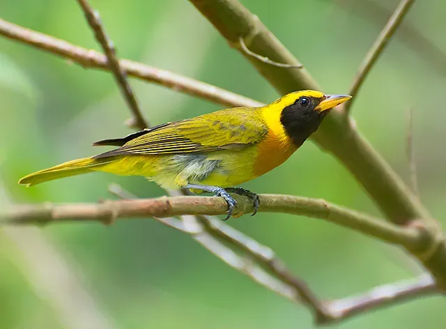 File:Hemithraupis guira.jpg