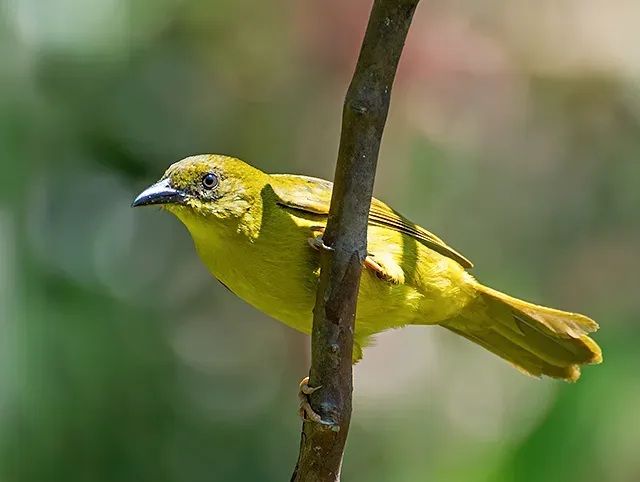 File:Orthogonys chloricterus1.jpg