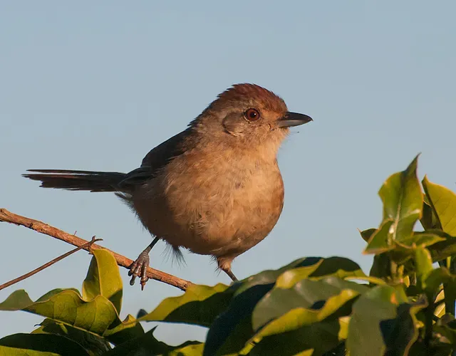 File:Thamnophilus ruficapillus.jpg
