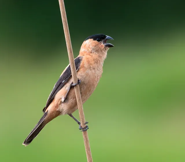 File:Sporophila bouvreuil.jpg