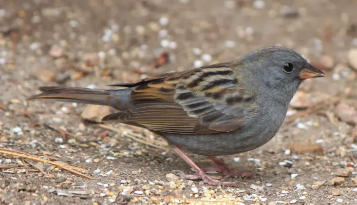 File:Emberiza variabilis (0s2).JPG