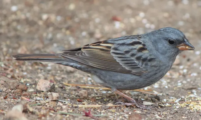File:Emberiza variabilis (0s5).JPG