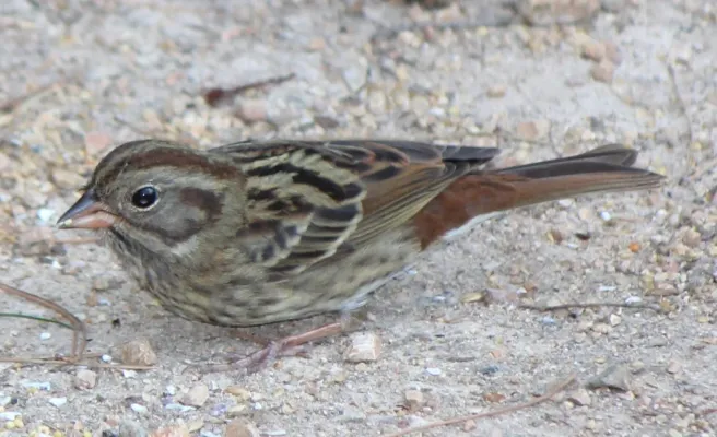 File:クロジ メス Emberiza variabilis (0s7).JPG