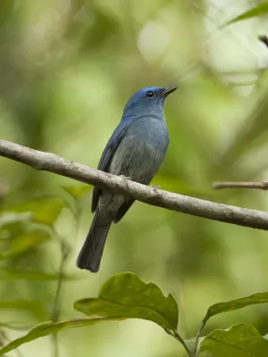 File:Cyornis unicolor.jpg