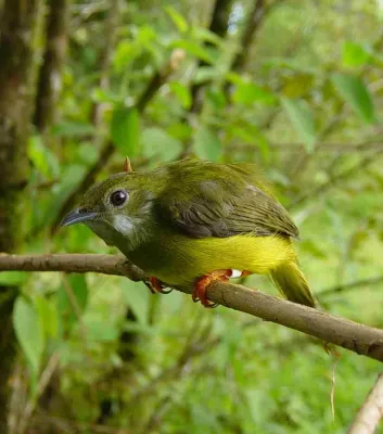 File:Manacus candei1.jpg