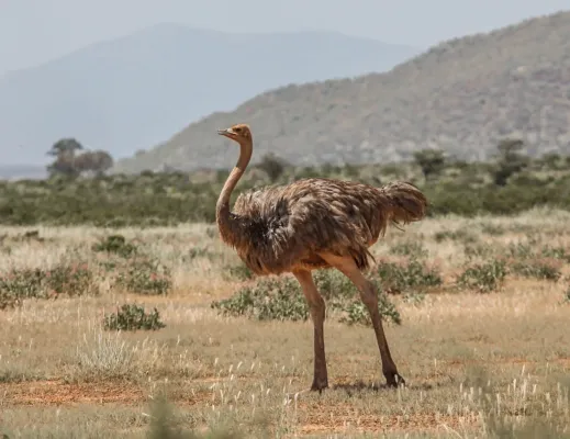 File:Struthio molybdophanes, female, Samburu National Reserve, Kenya.jpg