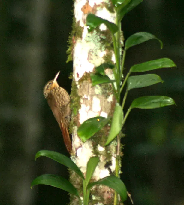 File:Xiphorhynchus fuscus.jpg