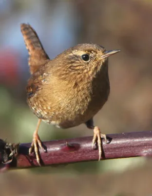File:Troglodytes pacificus, 1.jpg