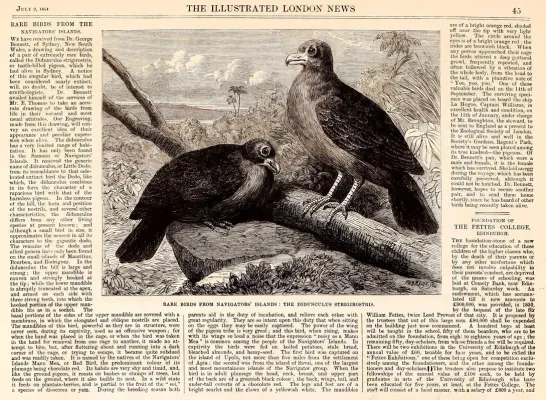 File:Didunculus strigirostris ILN.jpg