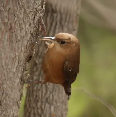 File:Troglodytes aedon grenadensis, Grenada 1.jpg