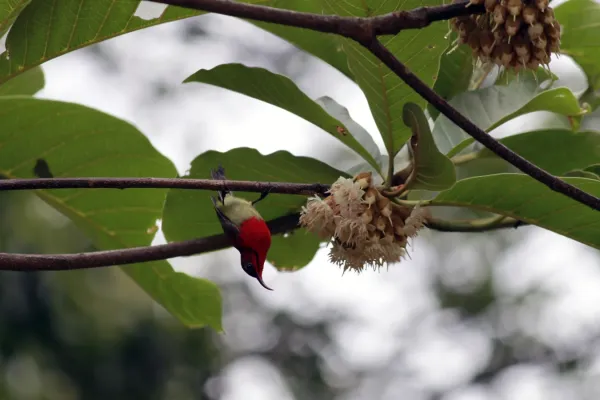 File:Aethopyga siparaja seheriae Panchkhal.JPG