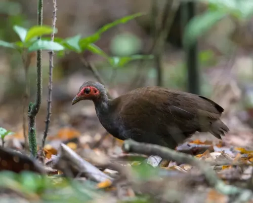 File:Megapodius cumingii -North Sulawesi, Indonesia-8.jpg
