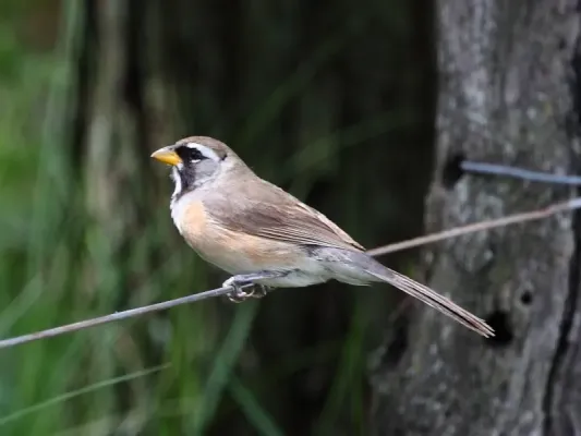 File:Saltatricula multicolor - Many-colored Chaco Finch.jpg