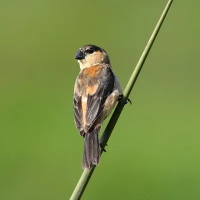 File:Sporophila bouvreuil - Copper Seedeater (male).JPG