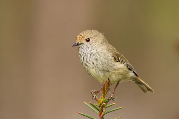 File:Brown Thornbill (Acanthiza pusilla).jpg