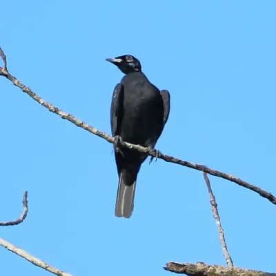File:Gymnoderus foetidus - Bare-necked Fruitcrow.JPG