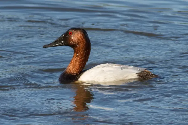 File:Aythya valisineria at Las Gallinas Wildlife Ponds.jpg