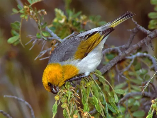 File:Loxioides bailleui.jpg