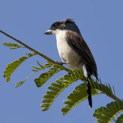 File:Burmese Shrike - Lanius collurioides.jpg