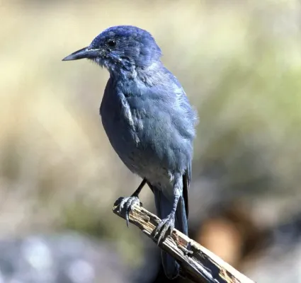 File:Gymnorhinus cyanocephalus1.jpg