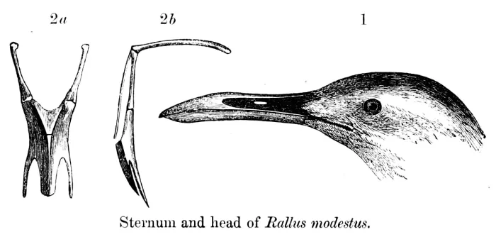 File:Gallirallus modestus 1873.jpg