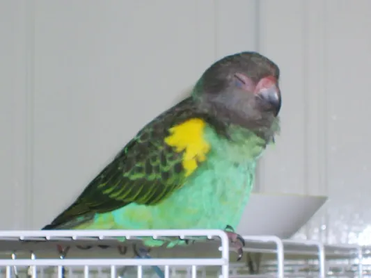 File:Poicephalus meyeri (pet on top of a cage).jpg