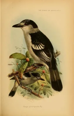 File:Vanga curvirostris G.E. Shelley.jpg