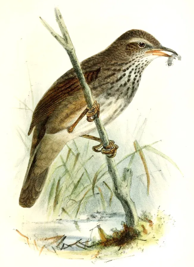 File:Bradypterus barratti 1876.jpg