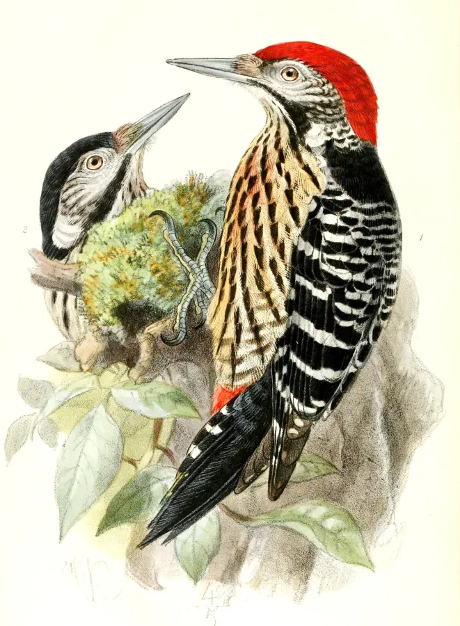 File:Dendrocopos atratus 1876.jpg