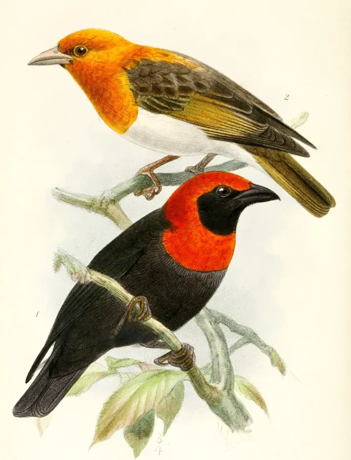 File:Malimbus cassini & Anaplectes rubriceps 1876.jpg