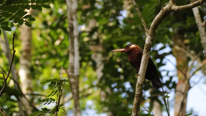 File:Galbalcyrhynchus leucotis (1).JPG