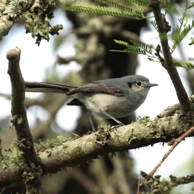 File:Polioptila dumicola - Masked Gnatcatcher (female).JPG