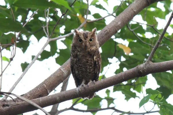 File:Otus manadensis at Masarang.JPG