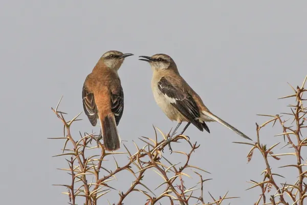 File:Mimus dorsalis -Argentina -two-8.jpg