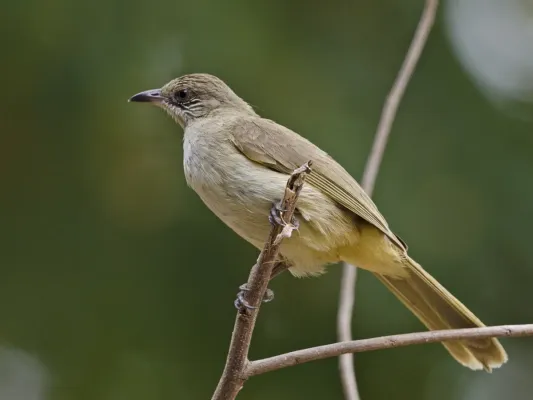 File:Streak-eared Bulbul Pycnonotus conradi, Kaeng Krachan NP, Thailand.jpg