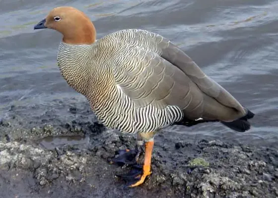 File:Chloephaga rubidiceps1.jpg