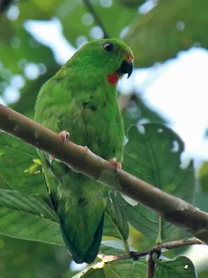 File:Loriculus stigmatus, female.jpg