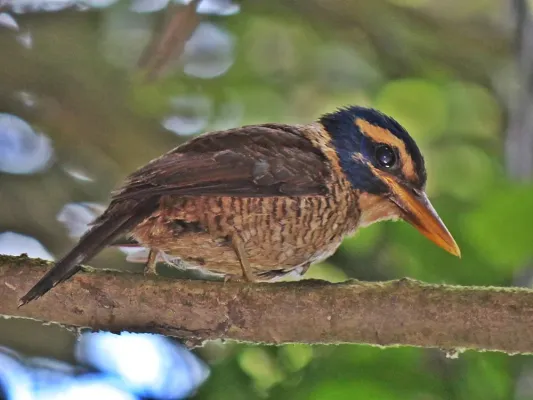 File:Actenoides princeps princeps, female.JPG