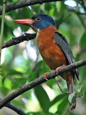 File:Actenoides monachus monachus.JPG