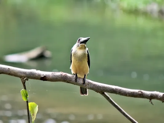 File:Pelargopsis melanorhyncha melanorhyncha.JPG