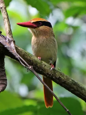 File:Cittura cyanotis cyanotis 1.JPG
