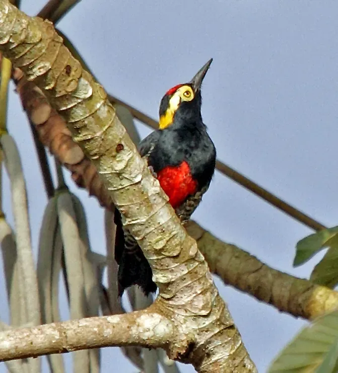 File:Melanerpes cruentatus JJK'1.jpg