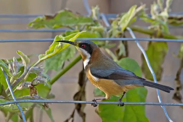 File:Acanthorhynchus tenuirostris -Victoria, Australia-8.jpg