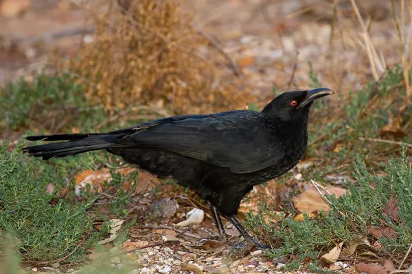 File:Corcorax melanorhamphos -Victoria, Australia-8.jpg