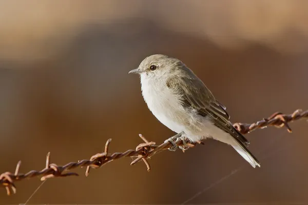 File:Microeca fascinans -Muckleford Forest, Victoria, Australia-8.jpg