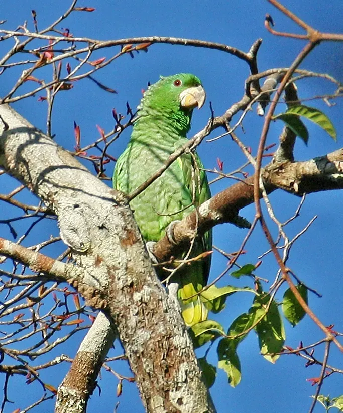 File:Amazona kawalli JJK'1.jpg