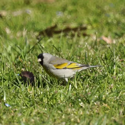 File:Spinus lawrencei, California 1.jpg