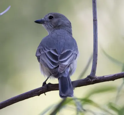 File:Rufous Whistler (Pachycephala rufiventris).jpg