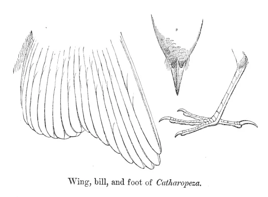File:Catharopeza bishopi 1880.jpg