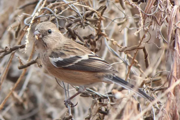 File:Carpodacus sibiricus sanguinolentus (female eating).JPG